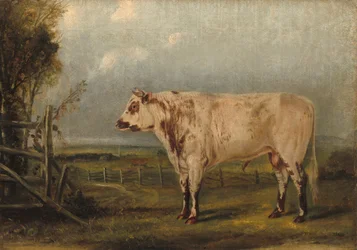 Een jonge stier, ca. 1849