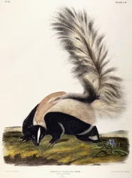 Langstaartskunk, 1846