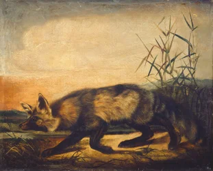 Langstaartige rode vos, 1848-1854.