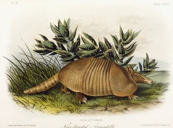 Negengordelarmadillo, 1849-1854