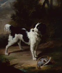 Een Zwart-Witte Springer Spaniël met een Dode Patrijs in een Landschap