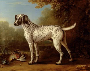 Grijs gevlekte hond