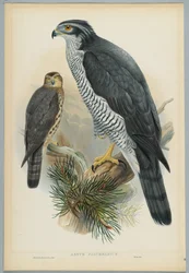 Astur Palumbarius - Havik, getekend door J. Wolf, gegraveerd door H. C. Richter