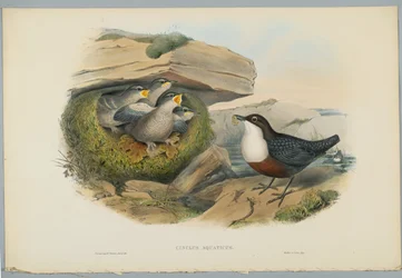 Cinclus Aquaticus - Waterspreeuw, gegraveerd door H. C. Richter