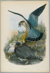 Falco Aesalon - Smelleken, getekend door J. Wolf, gegraveerd door H. C. Richter