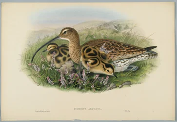 Numenius Arquata - Wulp, gegraveerd door H. C. Richter