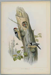 Picus Minor - Kleine Bonte Specht, gegraveerd door H. C. Richter