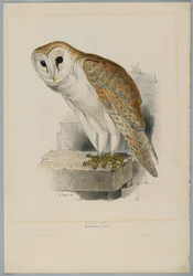 Strix Flammea - Kerkuil