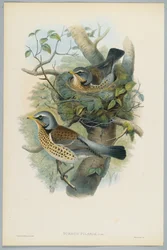 Turdus Pilarus - Kramsvogel, gegraveerd door H. C. Richter