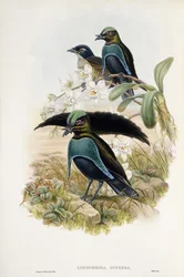 Superb Paradijsvogel (Lophorina Superba)