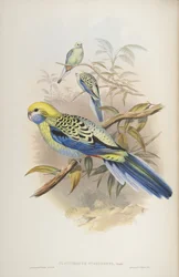 Platycerus cyanogenus, uit The Birds of Australia door John Gould