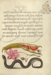 Nierboon, Papaveranemoon en Adder