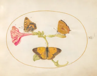 Plaat 10: Bruine Haarstreep, Zilvergewassen Fritillaria en Gele Vlinders op een Vier-uur-bloem