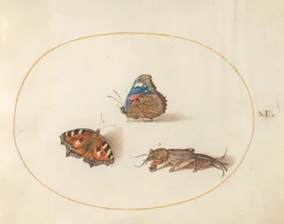 Blad 11: Kleine Vos en Atalanta Vlinders met een Molkrekeltje