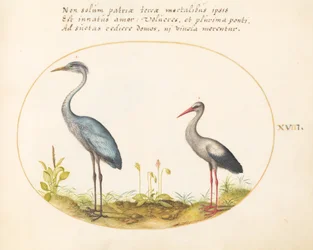 Plaat 18: Reiger en Ooievaar