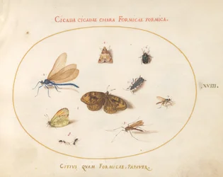 Plaat 18: Twee Vlinders en een Mot met een Libel, Twee Mieren en Vier Andere Insecten