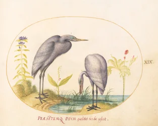 Plaat 19: Twee Grote Reigers met Groene Broedmaskers