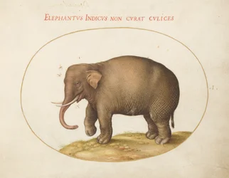 Plaat 1: Olifant met Insecten
