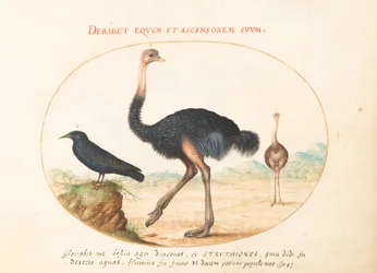 Plaat 1: Twee Struisvogels en een Spreeuw
