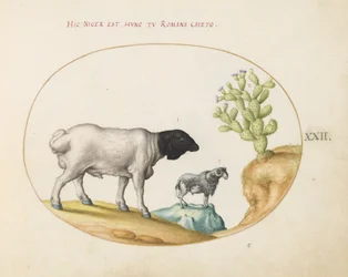 Plaat 22: Perzisch schaap met zwarte kop en een schaap met een lange staart, met een cactus