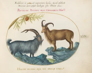 Plaat 24: Een Wilde Geit en een Berbers Schaap(?)