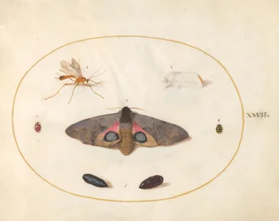 Plaat 27: Twee Motten, Twee Poppen en Andere Insecten