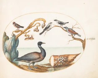 Plaat 28: Barnacle gans met klauwieren en andere vogels