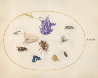 Plaat 33: mot en vlinder met andere insecten en een akeleibloem