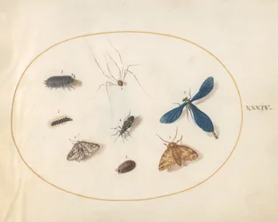 Twee motten met een spin, een rups en vier andere insecten