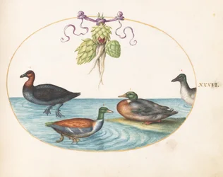 Plaat 36: Roodborstzaagbek, Slobeend en twee andere watervogels met artisjokken