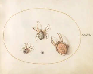 Drie Grote Spinnen en Een Kleine Spin