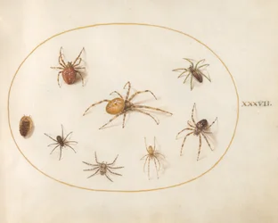 Plaat 37: zeven spinnen en een insect