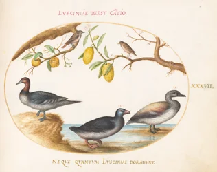 Plaat 37: Drie watervogels met twee vogels in citrusbomen