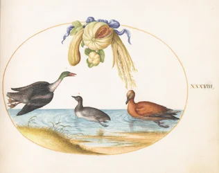 Plaat 38: Zaagbek met Twee Andere Watervogels en een Krans van Meloenen en Kalebassen