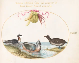 Plaat 39: Drie watervogels, een met blauwe voeten, onder een slinger van producten