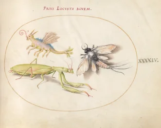 Plaat 44: Bidsprinkhaan en Eendagsvlieg met een Denkbeeldig Insect