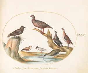 Plaat 45: Meeuwen en andere vogels aan de kust