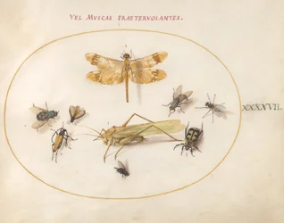 Plaat 47: Een Libel, een Sprinkhaan, Huismuizen, een Aaskever, een Bloemlanghoornkever en Andere Insecten