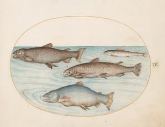 Plaat 4: Vier Zalm
