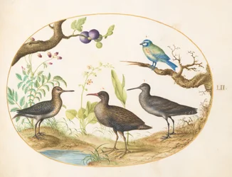 Blauwe mees met drie waadvogels en een vijgenboom
