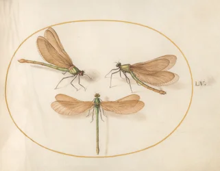 Plaat 55: Drie Groene Libellen met Bruine Vleugels