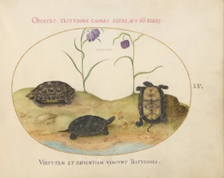 Plaat 55: Drie schildpadden en twee fritillaria