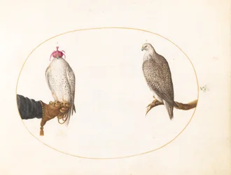 Plaat 5: Een Gehoede Valk en Zijn Wilde Tegenhanger