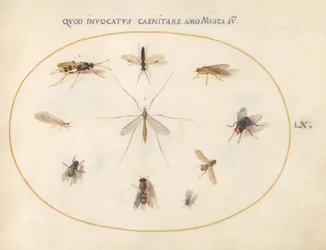 Plaat 60: Vliegen en andere insecten