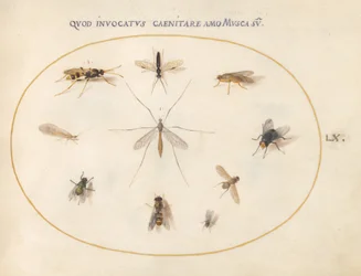 Blad 60: Vliegen en andere insecten, ca. 1575/80
