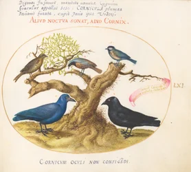 Plaat 61: Blauwe kraai (?), kauw, mees of koolmees, en andere vogels