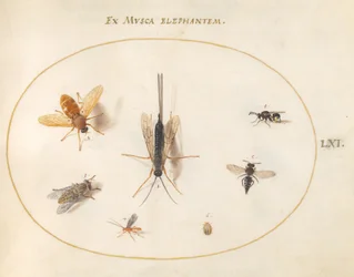 Plaat 61: Zeven insecten, waaronder vliegen