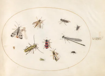 Plaat 64: Elf insecten, waaronder een libel en een langhoornkever