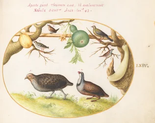 Twee patrijzen, een winterkoninkje en andere vogels