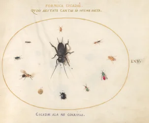 Plaat 65: Een Krekel Omringd door Insecten